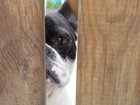 Schnuddelbacke Mogli